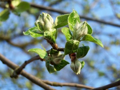 Apple leaves in the spring.