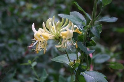Honeysuckle is native to the northern hemisphere.