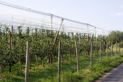 Carefully chosen apple trees grow well in Iowa.