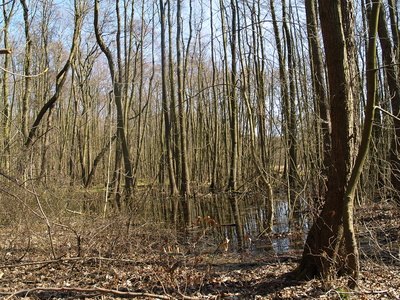 A small swamp