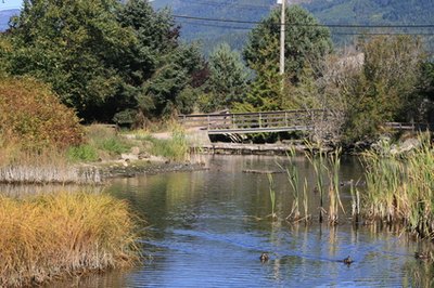 A common marsh