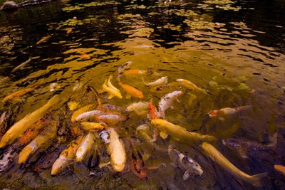 Koi can grow to 16 or more inches in a pond.