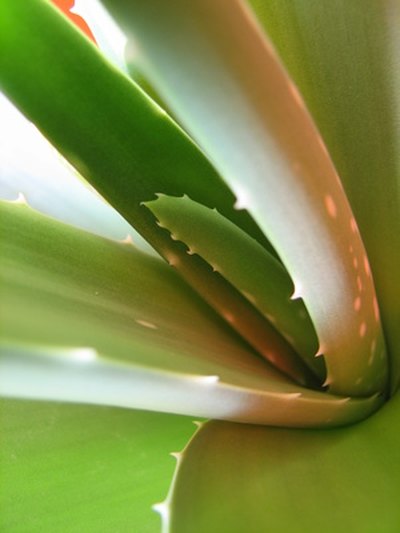Aloe vera is used to treat hair loss.
