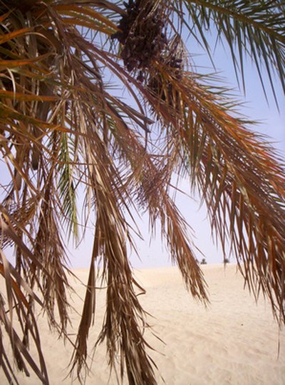 Brown leaves that do not droop signal a fusarium infection.