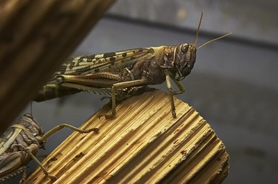 Clear-winged grasshoppers eat cereal crops.
