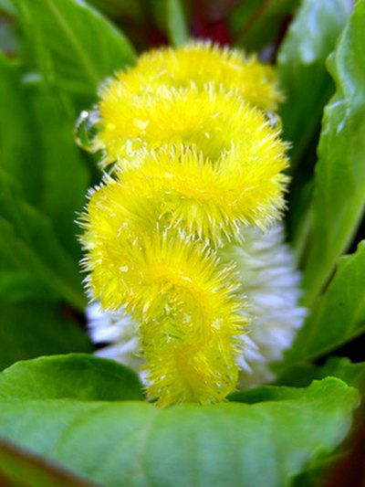 Yellow celosia
