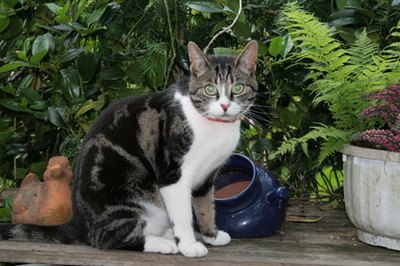 Music can benefit your plants and pets.