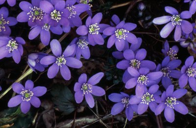 Periwinkle ground cover thrives in Florida.