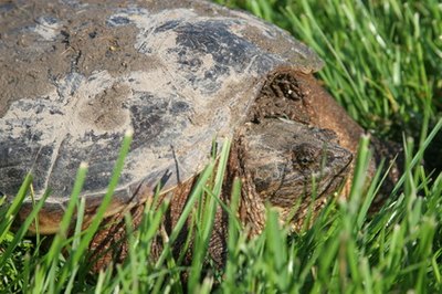 Snapping turtles have a thick tail.
