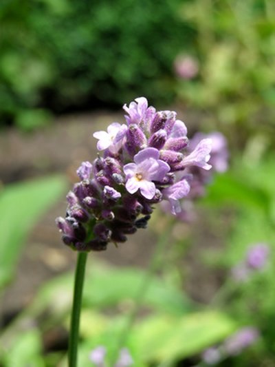 Lavender is a sweet-smelling perennial that dogs don't like.