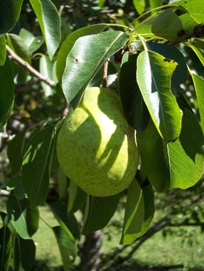 Pear trees are less dependable bearers than apples in Iowa.