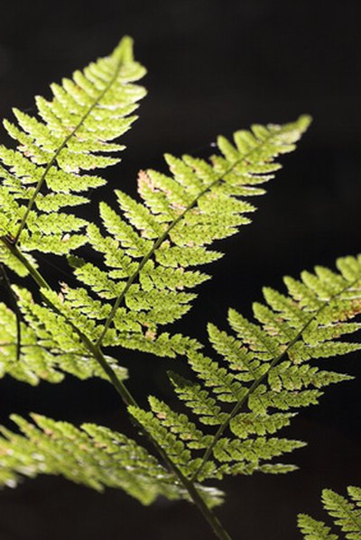 Fern leaves