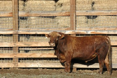 You may need a larger pole barn for large-scale hay storage or cattle than for a tractor or a few horses.
