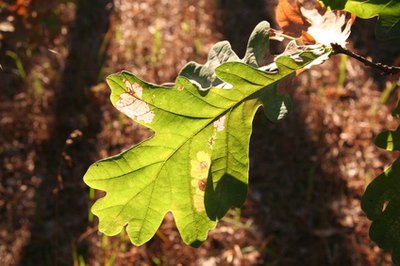 Proper leaf identification requires examining a leaf from base to apex.