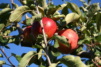 Apples ready for harvest.