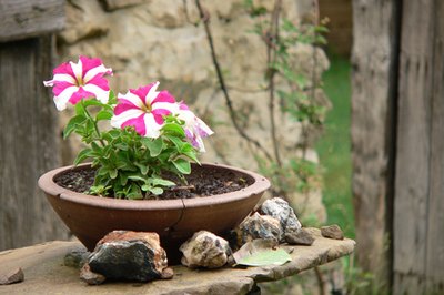 Petunias grown in a container.