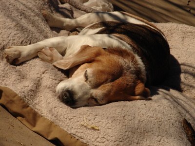 If your dog has medical issues, you may be able to use a rabies titer instead of a vaccine certificate for obtaining a license.
