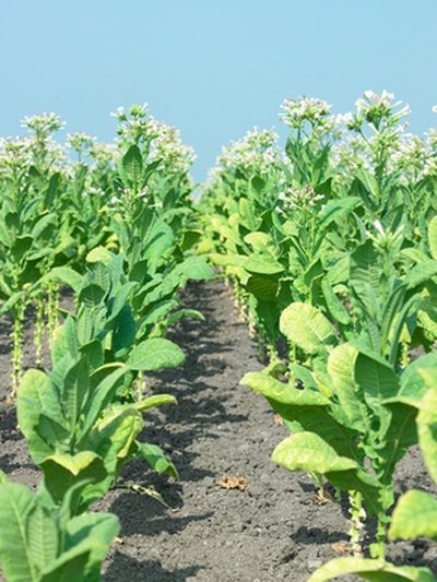 American Tobacco emerged as a giant in the first wave of consolidation.