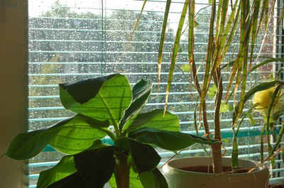 Indoor potted plants