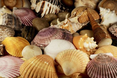 Shells make the ideal embellishment for plaster of Paris.