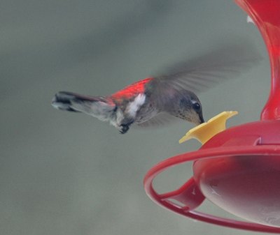 Hummingbirds have the unusual ability to rotate their wings 180 degrees.