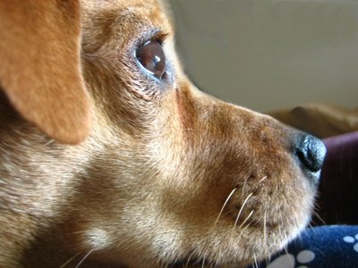 Is your dog showing signs of skin allergies?