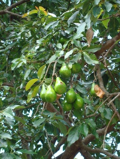 Mature trees need more water during fruit set.