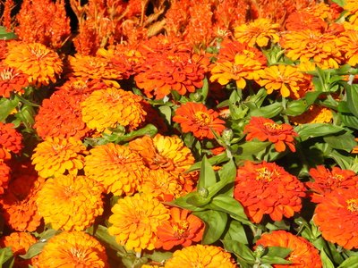 Chrysanthemums are late bloomers.