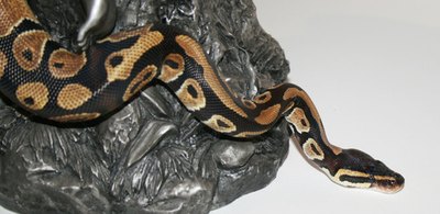 If a snake can find a way, so can you.