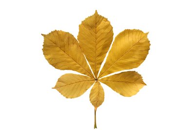 Compound leaves have several leaves growing from one stem.
