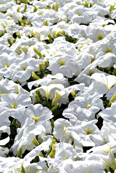 Groundcover, or spreading, petunias.