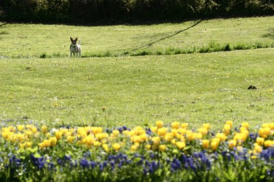 Your dog may be allergic to plants, grasses or trees.