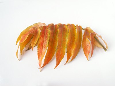 Acuminate leaves taper to a long, slender point.