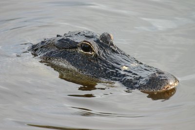 A swamp creature