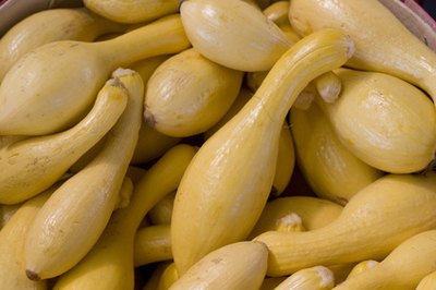 Butternut squash is available in the early fall and winter.