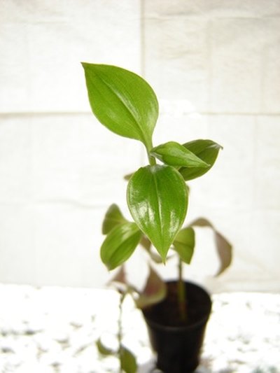 Plants most often work with any decor.