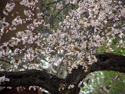 Beautiful sour cherry trees are a good choice for Iowa gardens.