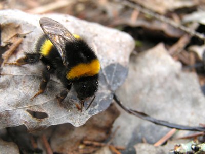 Insect bites can be a cause of dog allergies.