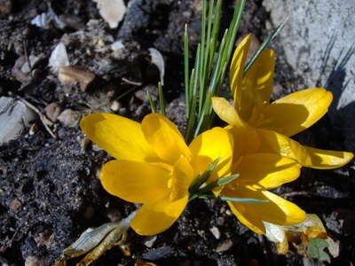 Early-spring growth spurt