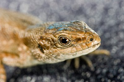 Western fence lizards are known to eat other, smaller lizards, even ones of the same species.