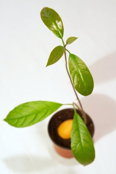 Young avocados need extra water.