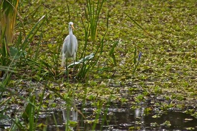 A typical site on the marsh
