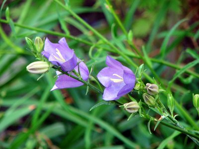 Bluebell bellflowers create mystical blossoms.