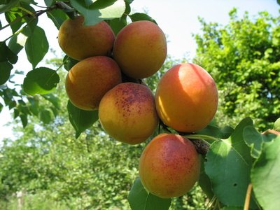 Plant apricots in a sheltered area.