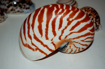 Transform a shell into a faciful sculpture.