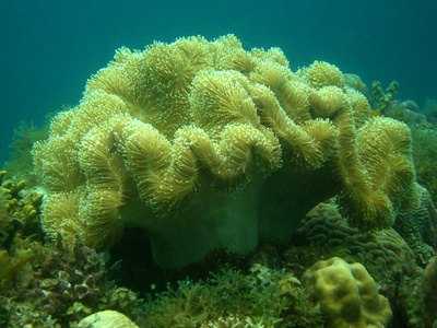 Diving packages are part of the rate plans at Aquaventure Reef Club.