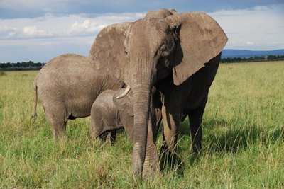 African elephants require a lot of vegetation to survive.