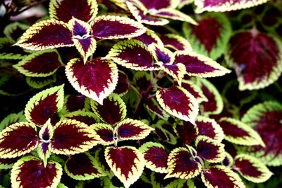 Coleus