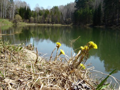 Diving beetles prefer natural ponds over swiming pools.