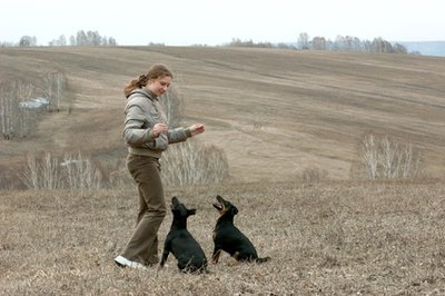 Titer testing should not take the place of rabies vaccinations.